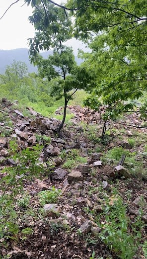 Pülümür Akdikli Dalkılıç ailesinin toprak damlı evinin yıkıntıları, Akdik Ormanı’na karışmış. Fotoğraf: Hamza Dalkılıç 