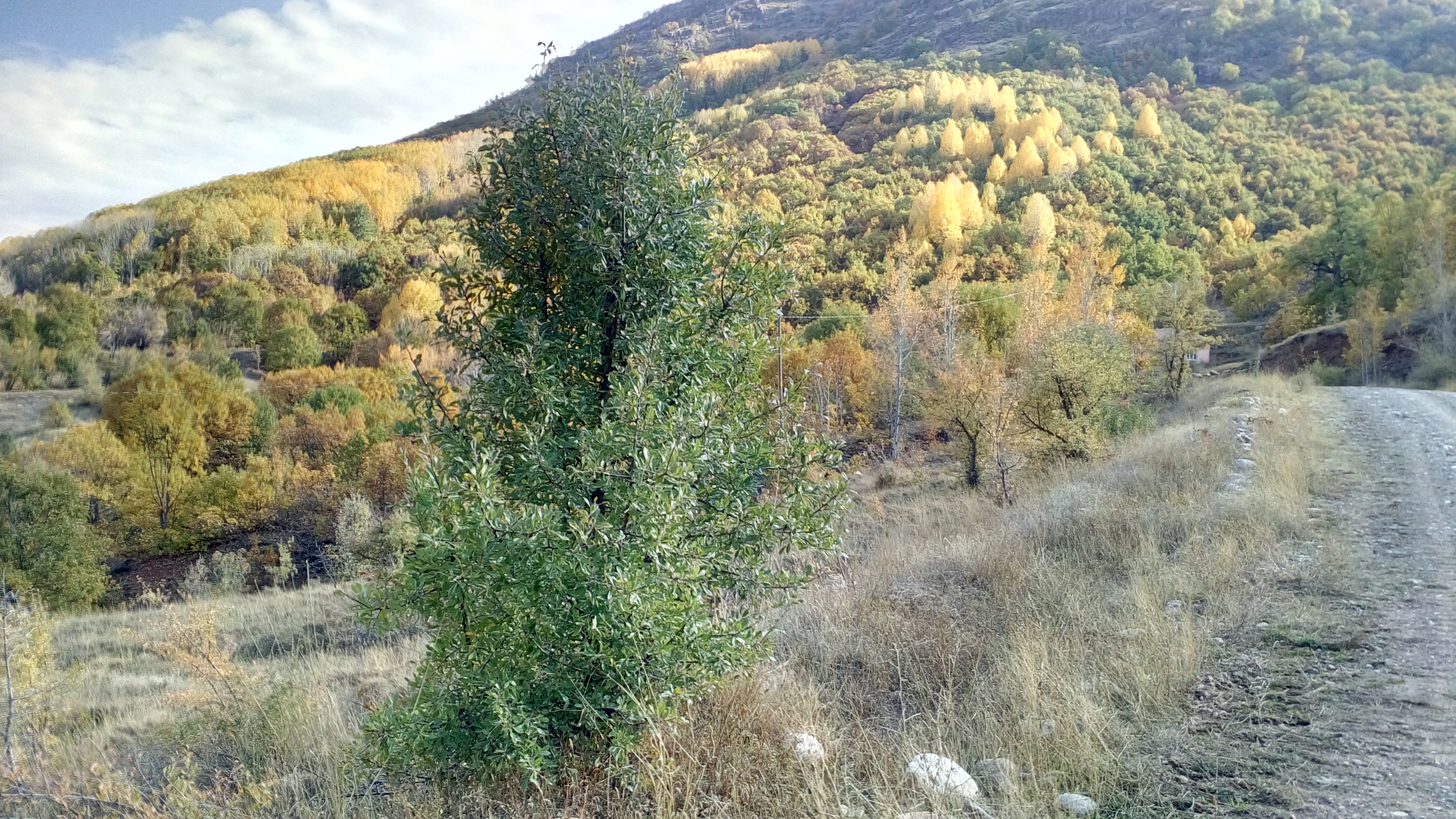 Pülümür Salördek köyünde sonbahara kafa tutan armut fidanı