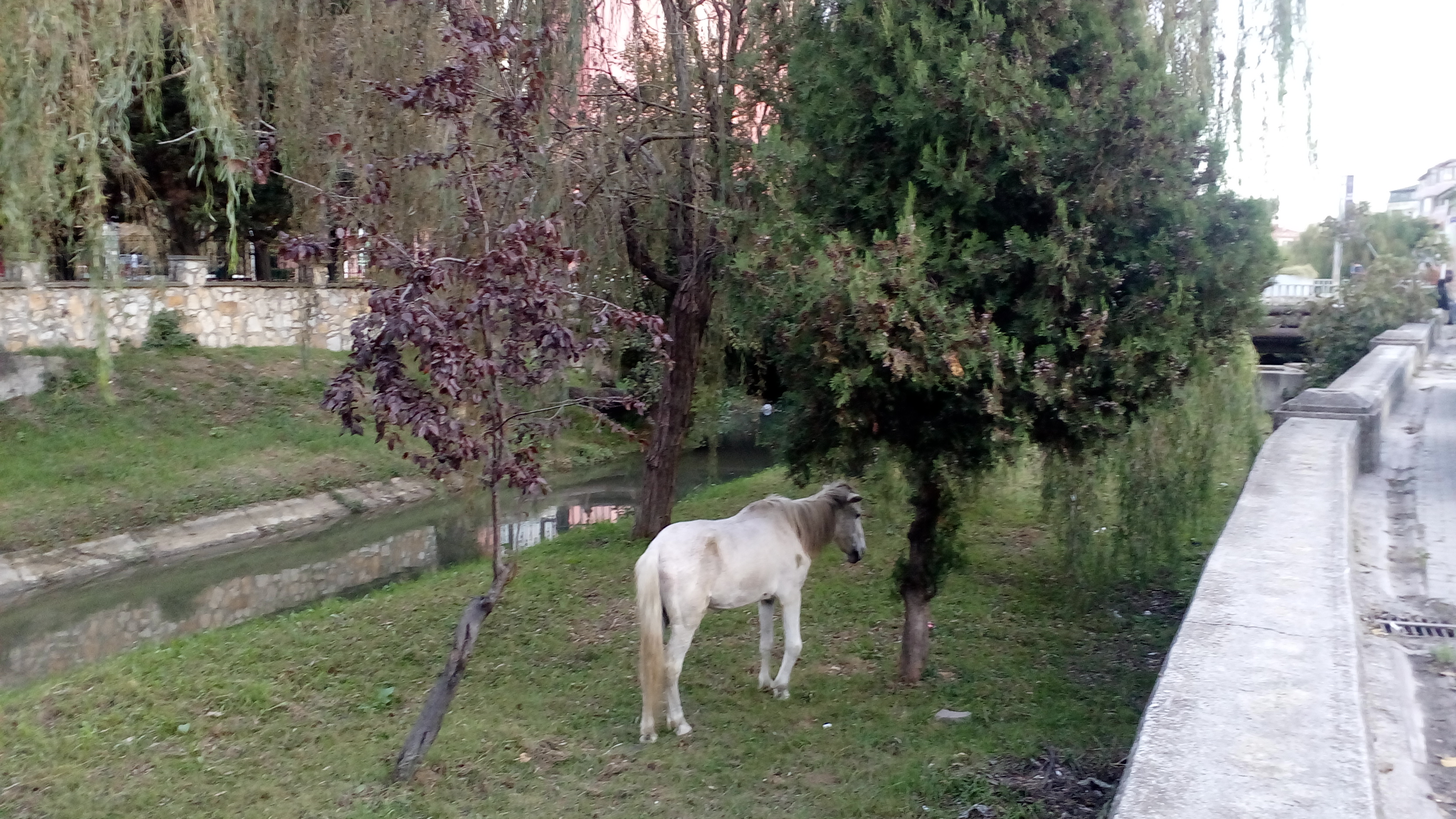 Kır At,  Marmara'ya akan derenin kıyısında vefasızlığa isyan ediyor 
