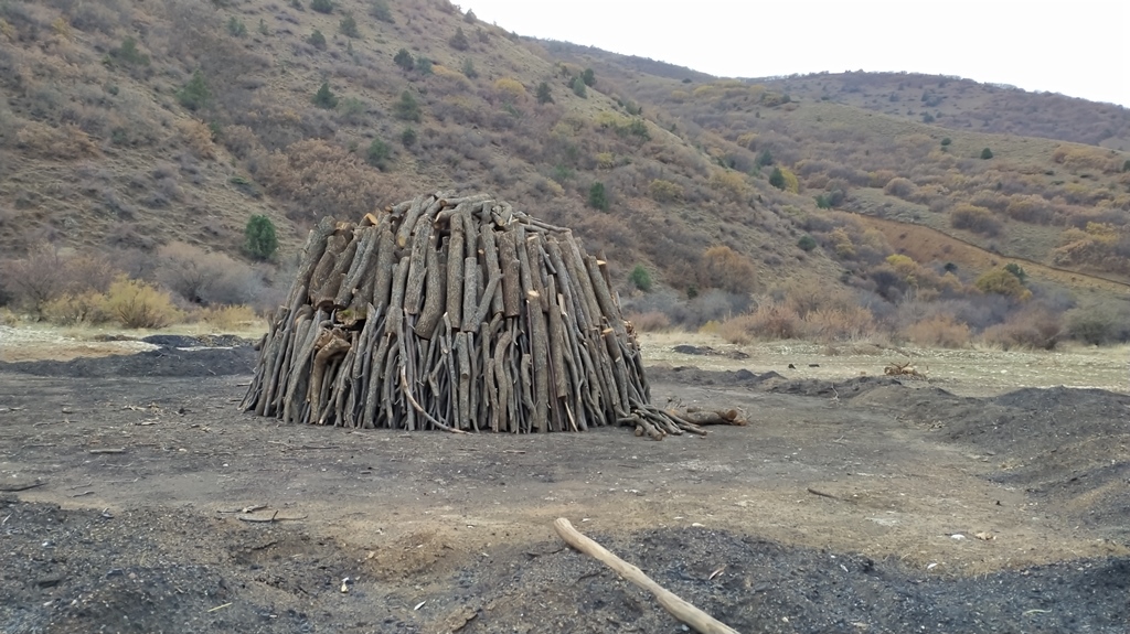 Erzincan Girlevik köyünde odun kömürü elde etmek için üst üste yığılan meşe fidanları