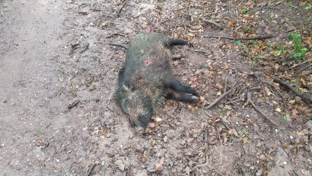 Kocaeli Körfez Ormanında  ‘spor’ için delik deşik edilen bir yaban domuzu, vicdanları  yaralıyor, 17 Şubat 2024.