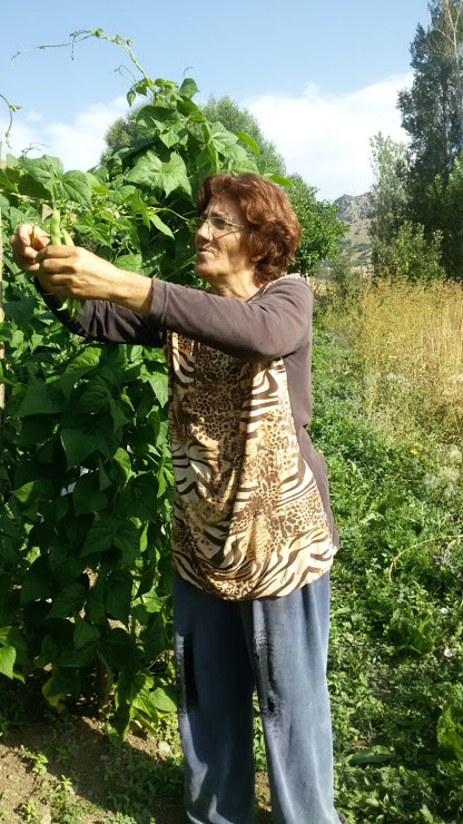 Hatice Galik (Kocatepe köyündeki bahçesinde fasulye toplarken. Üretenlerin mutluluğu)
