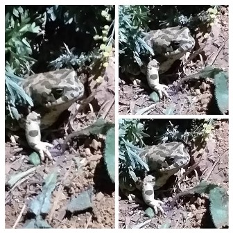 Hınzori’de sessizliği bozan lekeli kara kurbağası, 13 Temmuz 2021, 03.35