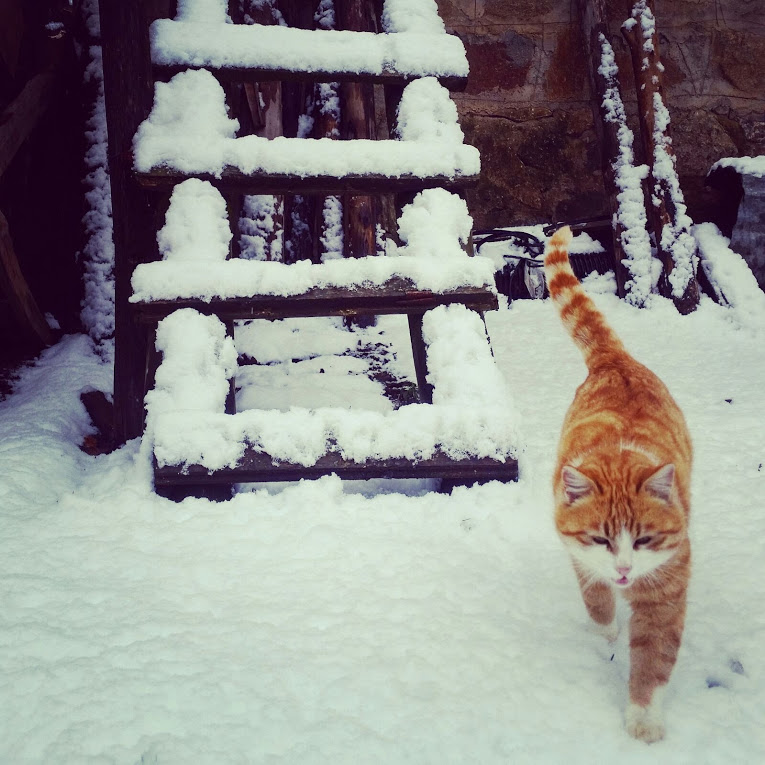 Kar gibi temiz bir kedi