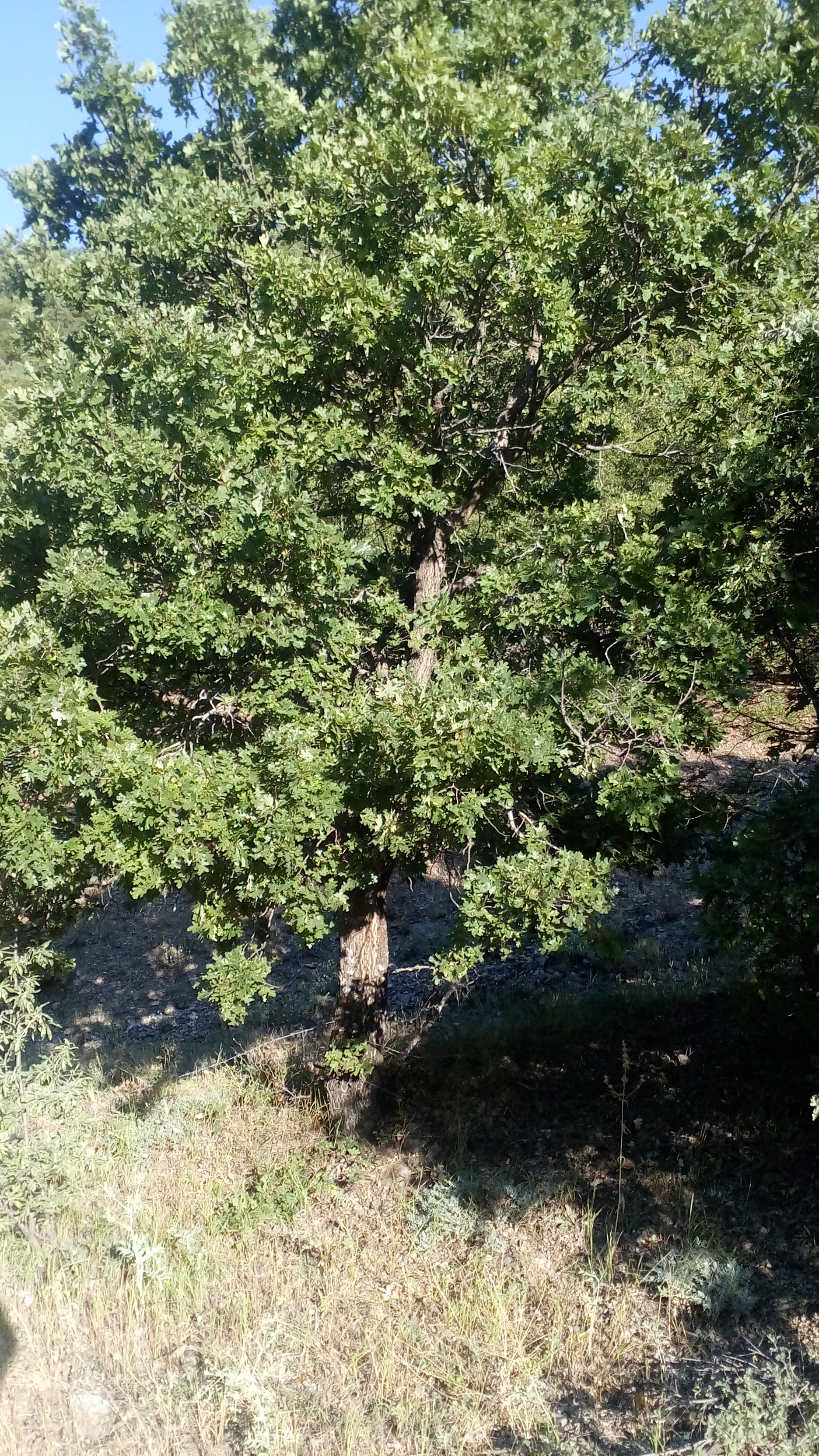 Pülümür-Tunceli kara yolunda, Kırmızıköprü yakınlarında yuttuğu dikenlerle boy veren bir meşe ağacı (Otuz yıllık acıların özeti)