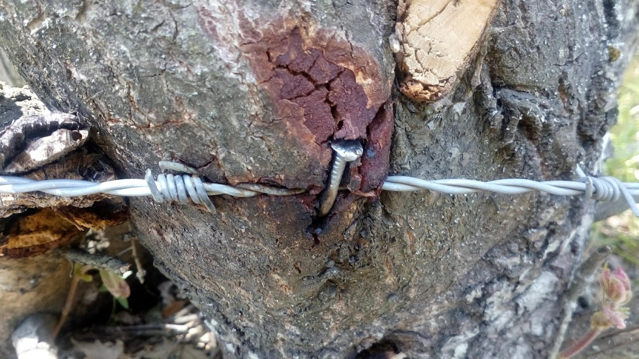 Körfez'in kuzeyindeki ormanlık alanda kazık  olarak kullanılan meşe ağacına çakılan çiviler ve teller (Orman Kanunu yürürlükte!)