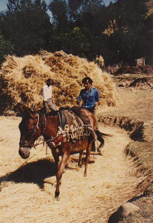 Müslüm Doğan ve Nuri Doğan, harman çevirirken, Pülümür Gökçekonak köyü, 1983. Fotoğraf: Dr. Paul Jung