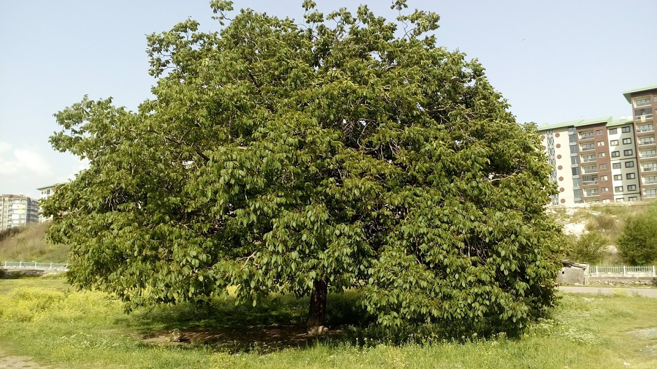 CEVİZ AĞACI