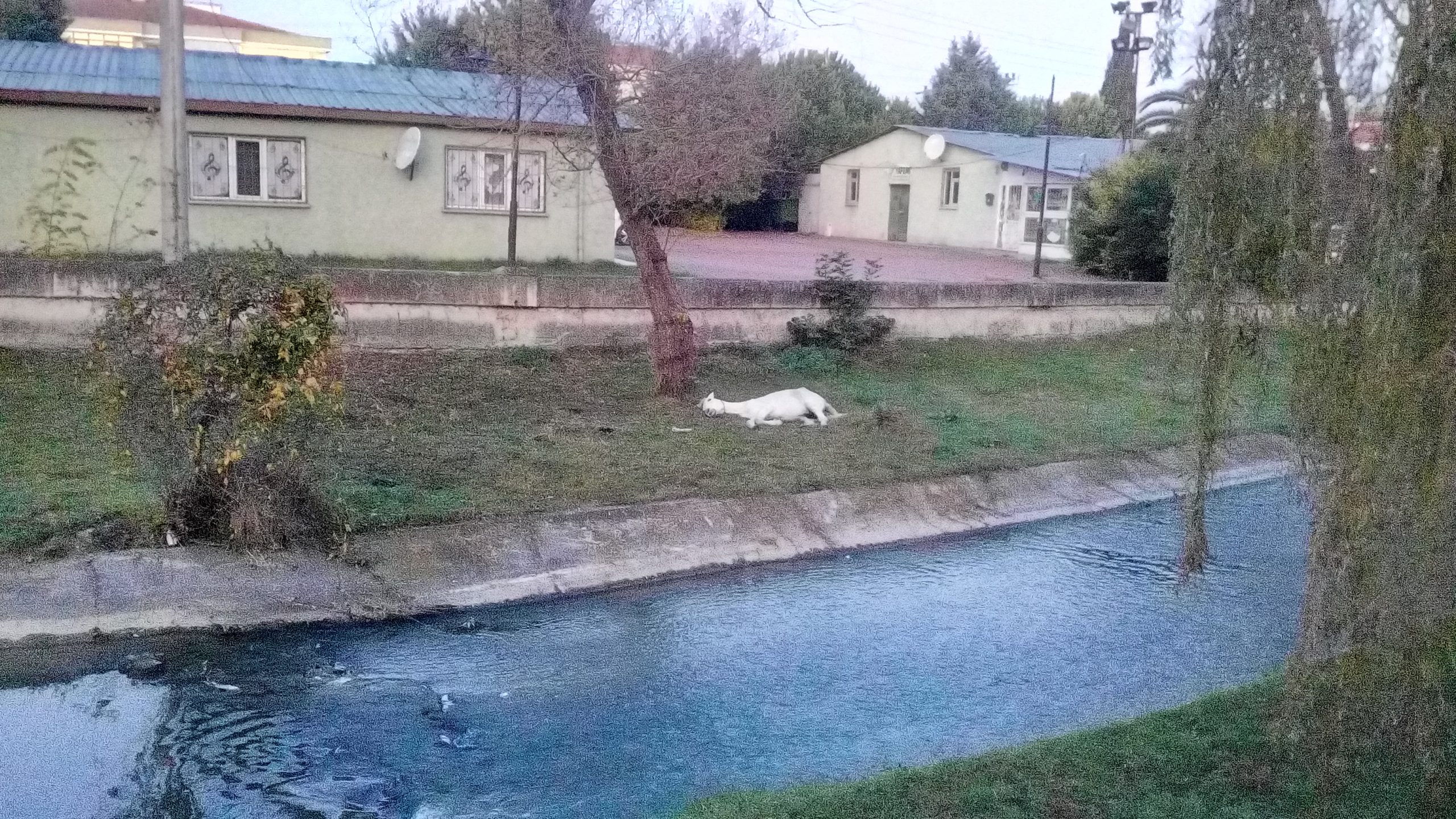 Ayağı kırıldıktan sonra kapı dışarı edilen Kır At (Ayağa kalkmaya mecbur!)