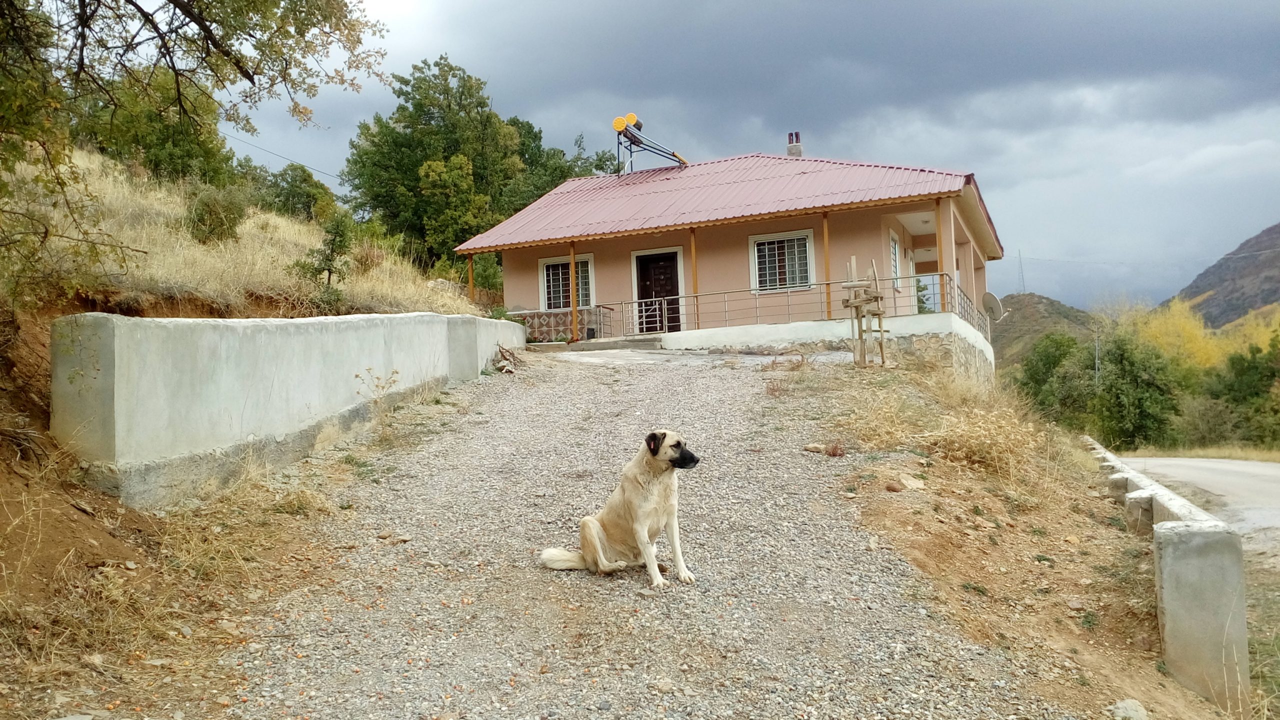 İki yaşlı ev sahibinin yolunu gözleyen köpek