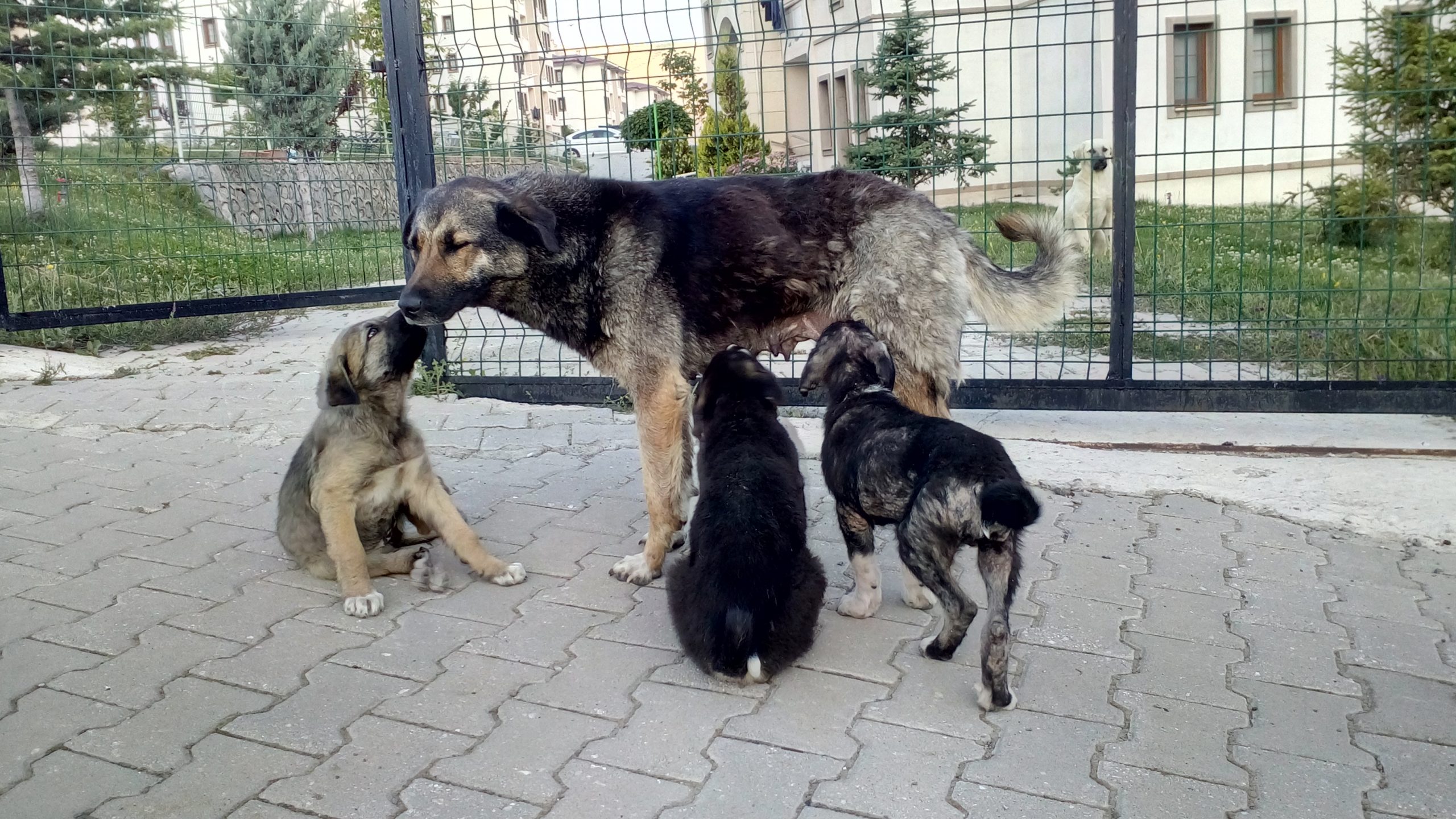 Beş yavrusuyla anneliğe adım atmıştı. Vicdanını yitirmiş sürücü terörüne ikisini kurban verdi