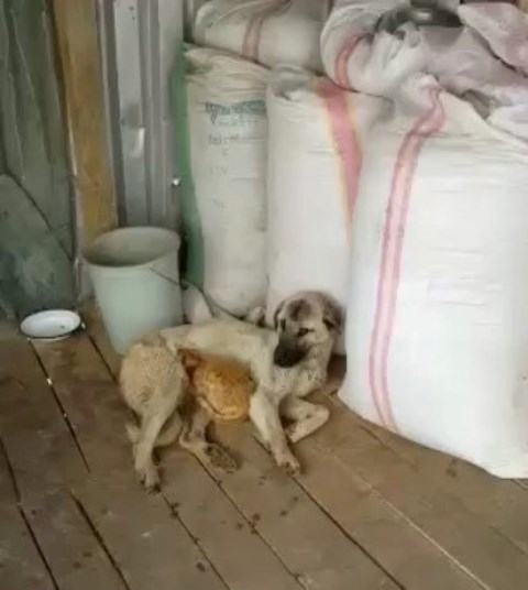 Pülümür Kocatepe köyünde kediyle köpeğin dostluğu, (Fotoğraf: Mehmet Galik)