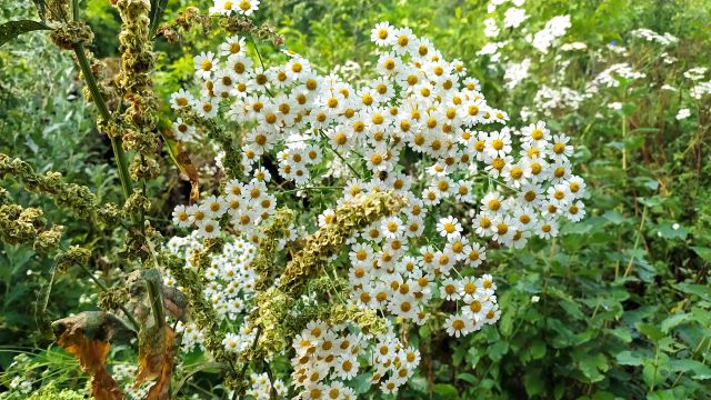 Papatya (Anthemis, Matricaia, Anthemis pauciloba), Pülümür Çatalyaka köyü, 1 Temmuz 2024).